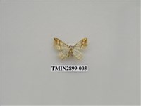 藏品(尺蛾644)的圖片